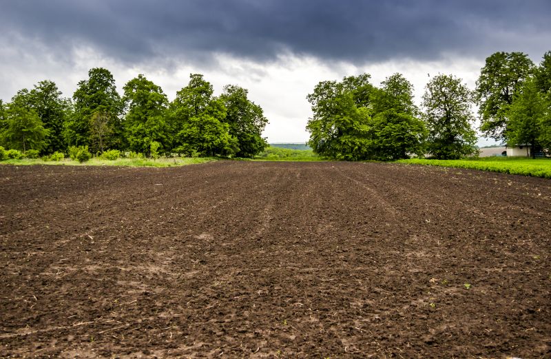 Bushes Clearing in Houston, TX