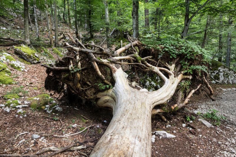 Undergrowth Removal in Utah County, UT